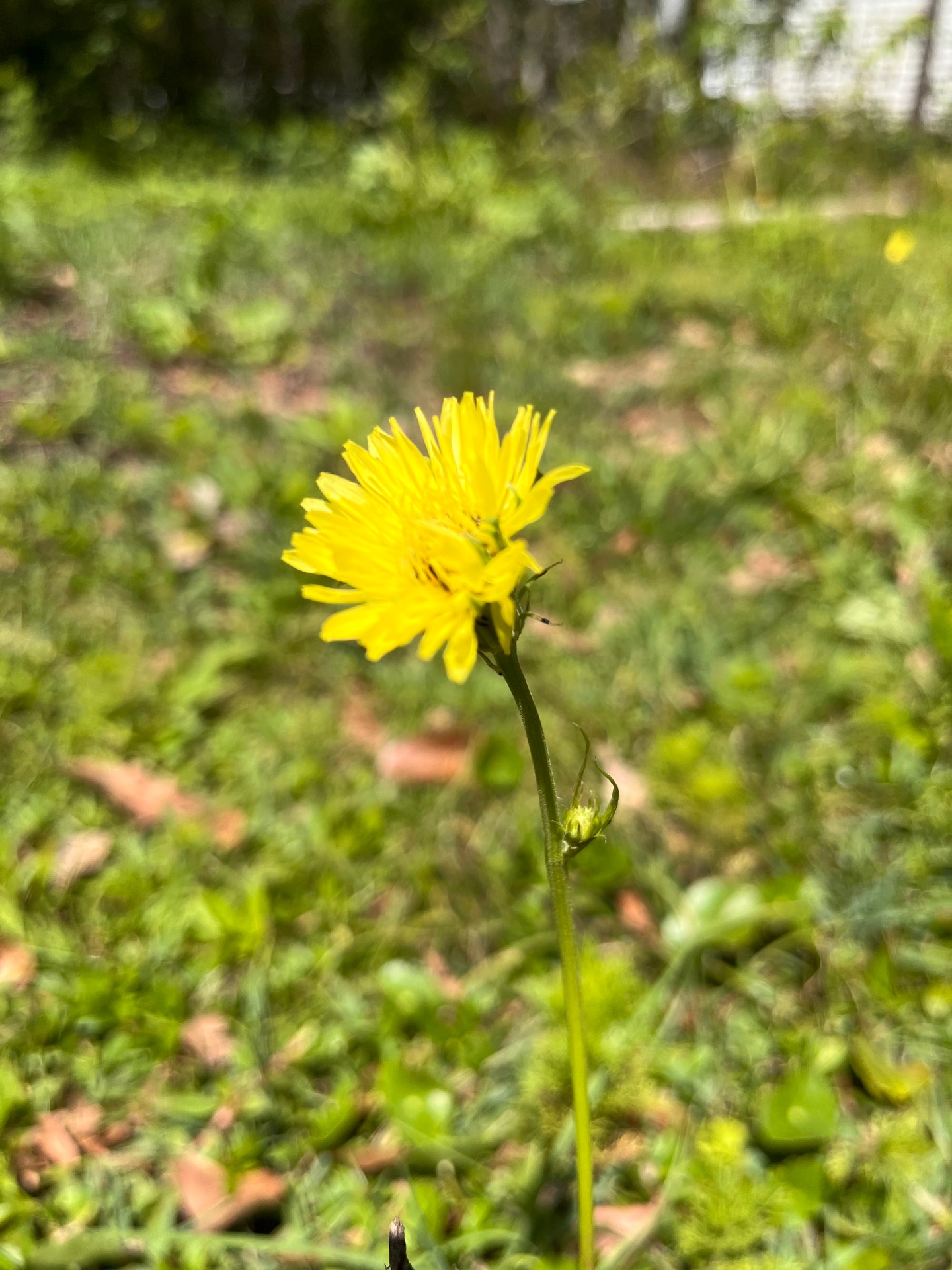 A dandelion blowing in the field